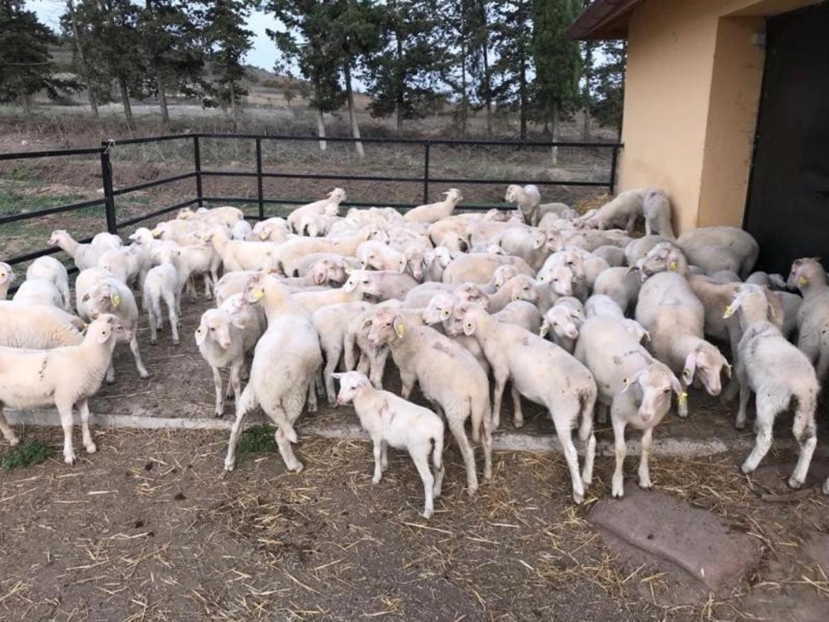 BA&Uuml;N, Veteriner Fak&uuml;ltesiyle B&ouml;lge Hayvancılığına G&uuml;&ccedil; Katıyor