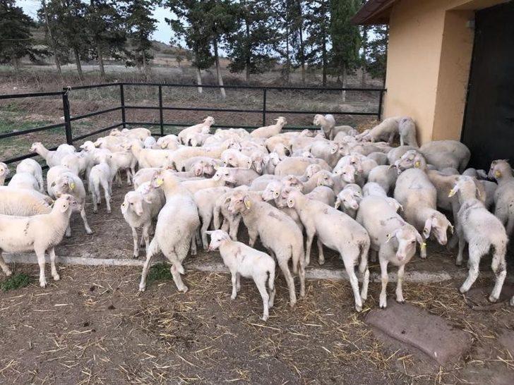 BAÜN, Veteriner Fakültesiyle Bölge Hayvancılığına Güç Katıyor G1