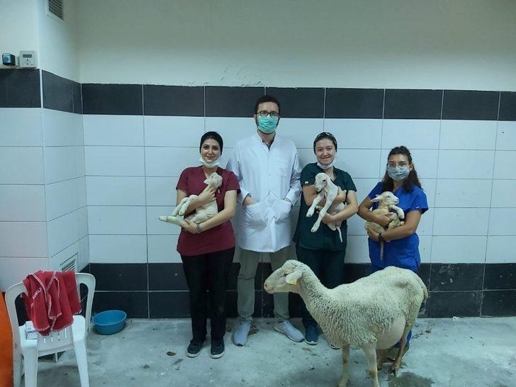 BAÜN, Veteriner Fakültesiyle Bölge Hayvancılığına Güç Katıyor G3