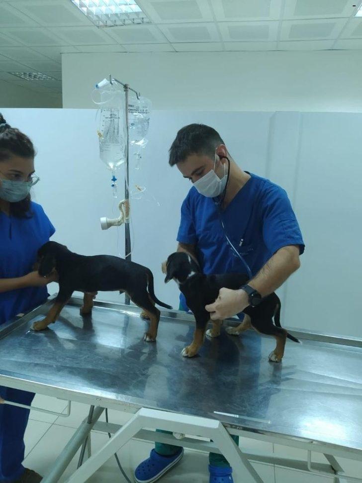 BAÜN, Veteriner Fakültesiyle Bölge Hayvancılığına Güç Katıyor G5