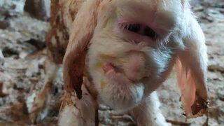 Görünce inanamadılar! Farklı yüz yapısıyla doğan kuzu, 2 gün yaşayabildi