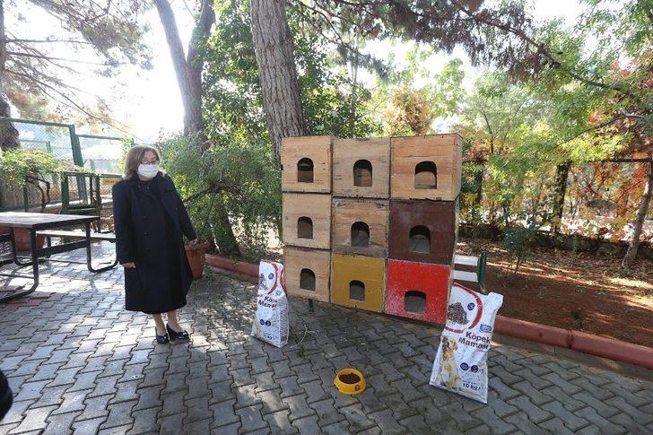 Büyükşehir, sokak hayvanlarının tedavisi için önemli bir çalışma başlattı G1