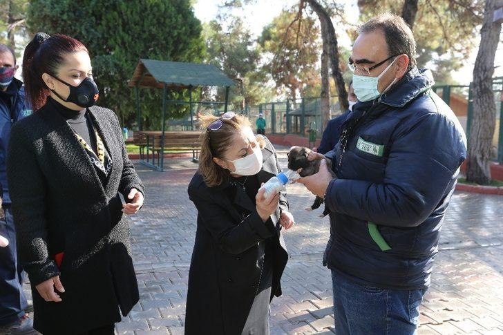 Büyükşehir, sokak hayvanlarının tedavisi için önemli bir çalışma başlattı G2