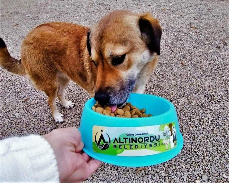 Altınordu’da sokak hayvanları düzenli olarak besleniyor G1