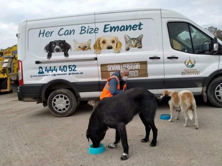 Altınordu’da sokak hayvanları düzenli olarak besleniyor G2