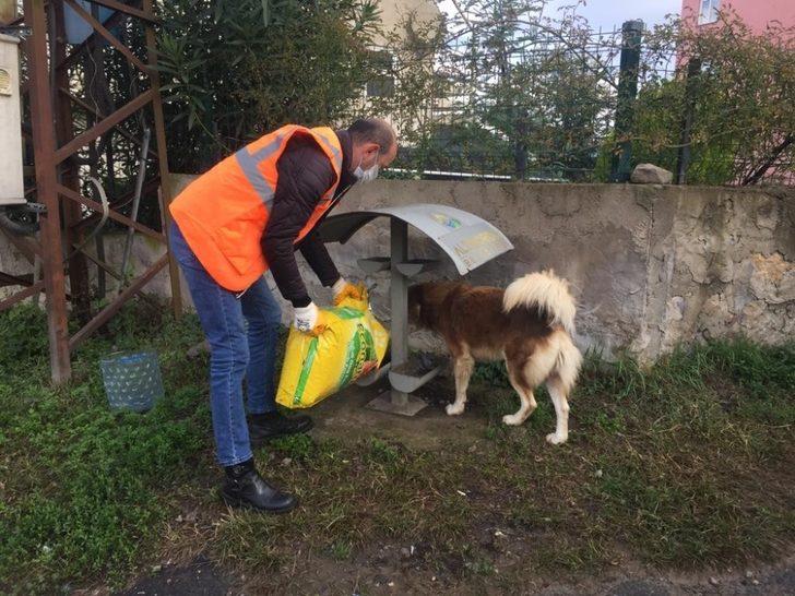 Altınordu’da sokak hayvanları düzenli olarak besleniyor G3