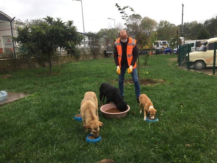 Altınordu’da sokak hayvanları düzenli olarak besleniyor G5