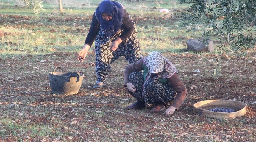 Sokağa çıkma kısıtlamasından muaf olan zeytin üreticileri hasat yaptı