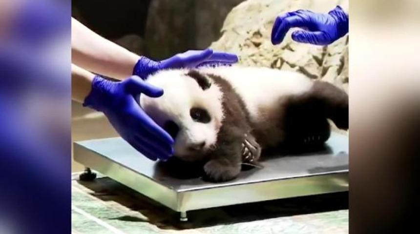 ABD’de sağlık kontrolü olan küçük pandanın görüntüleri paylaşım rekoru kırdı