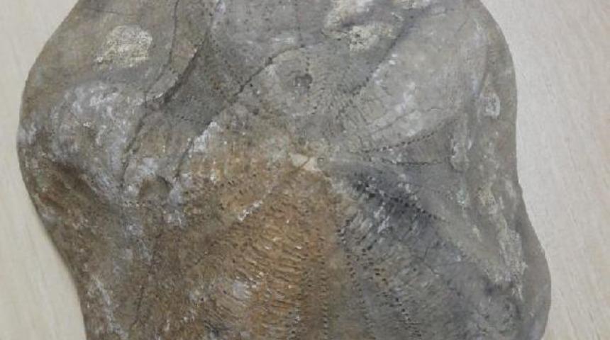 Çanakkale'de piyasa değeri 4 milyon lira olan 2 fosil ele geçirildi