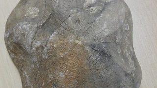 Çanakkale'de piyasa değeri 4 milyon lira olan 2 fosil ele geçirildi