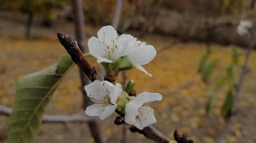 Kasım ayında kiraz &ccedil;i&ccedil;ek a&ccedil;tı