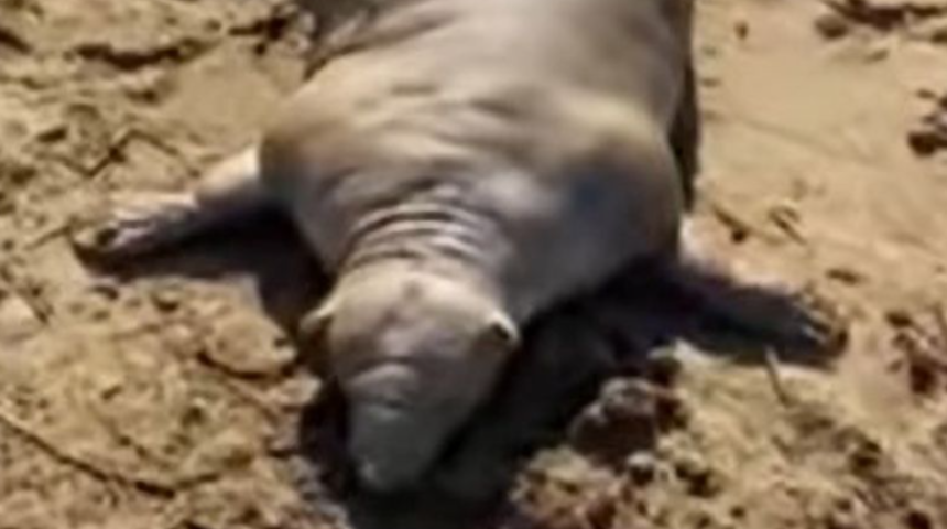 Adada panik! Karaya vurdu, ne olduğunu kimse bilmiyor