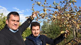 Antalya Demre'de şaşırtan görüntü! Sonbaharda ağaçlar çiçek açtı