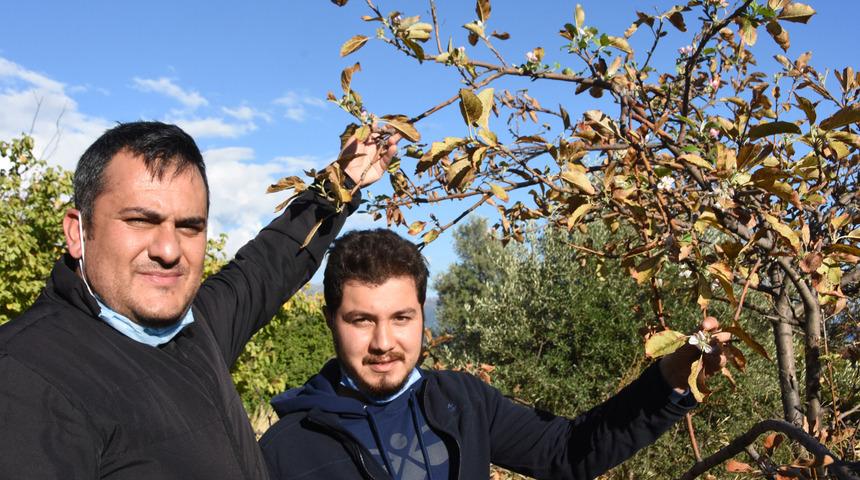 Antalya Demre'de şaşırtan görüntü! Sonbaharda ağaçlar çiçek açtı
