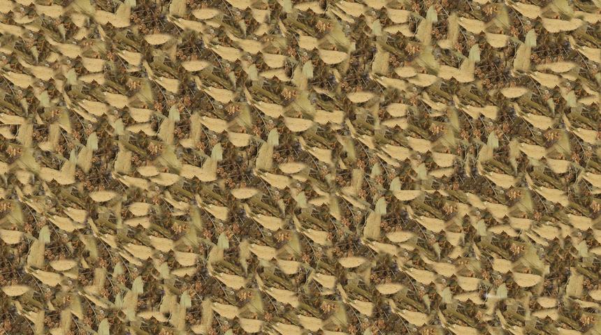 Girdiği eve doktor girmiyor! Ihlamurun faydaları saymakla bitmiyor