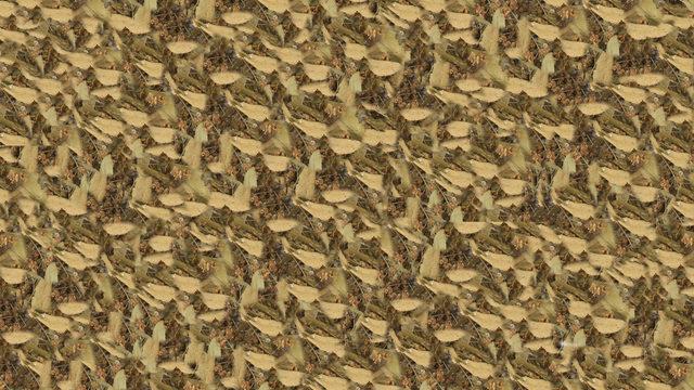 Girdiği eve doktor girmiyor! Ihlamurun faydaları saymakla bitmiyor