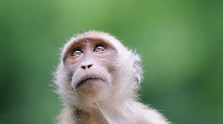 'Maymunlar arasında virüsün yayılması engellendi'