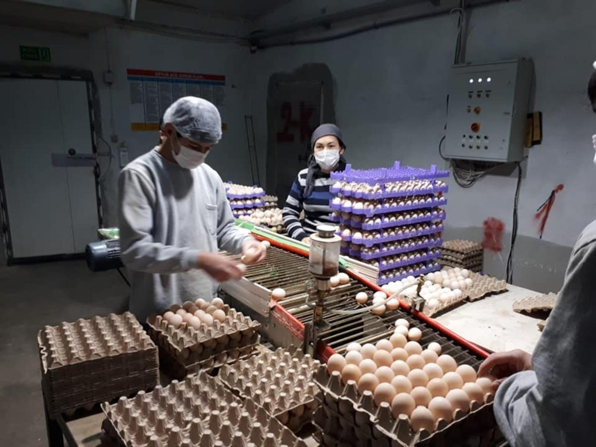 &Ccedil;ift&ccedil;ilere bin 700 kilogram Macar fiği tohumu dağıldı.