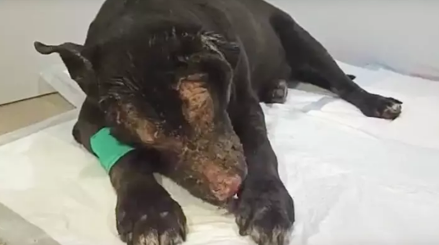 Hamile köpek bakımevindeki dört hastayı kurtardı