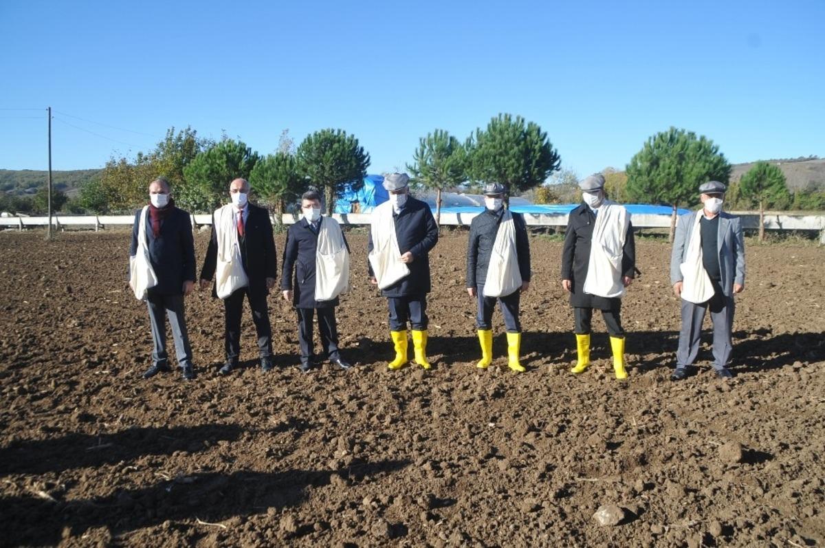 Bafra&rsquo;da yerli atalık tohum toprakla buluştu