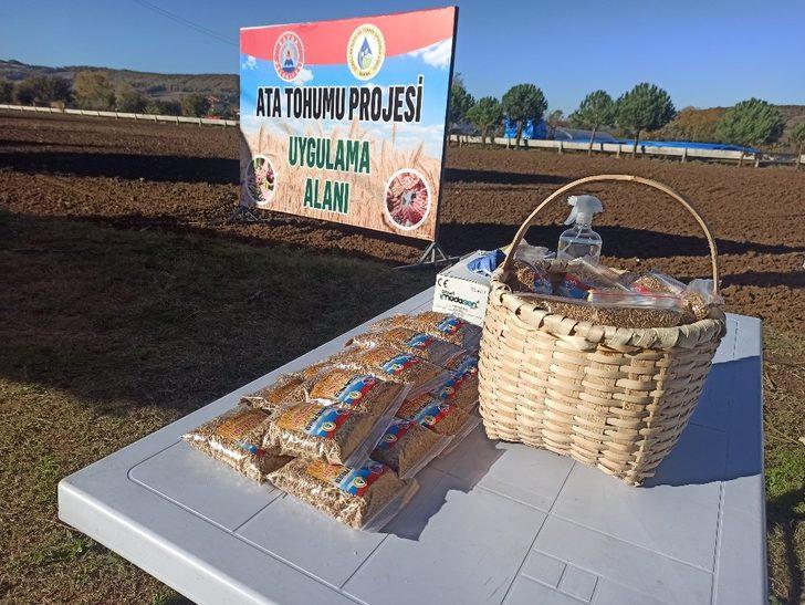 Bafra’da yerli atalık tohum toprakla buluştu G2