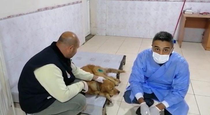 Tüfekle yaralanan köpek, belediye ekiplerince tedavi altına alındı G2