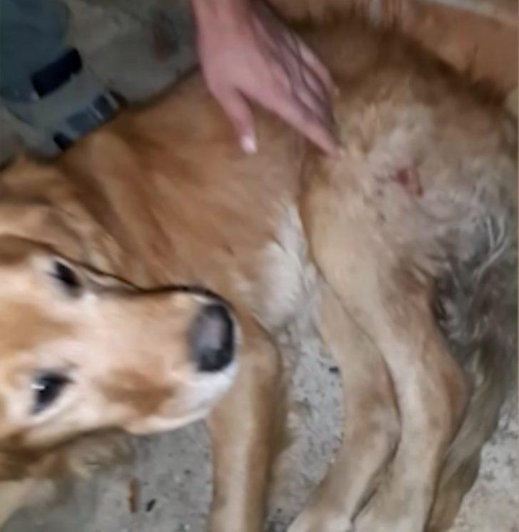 Tüfekle yaralanan köpek, belediye ekiplerince tedavi altına alındı G3