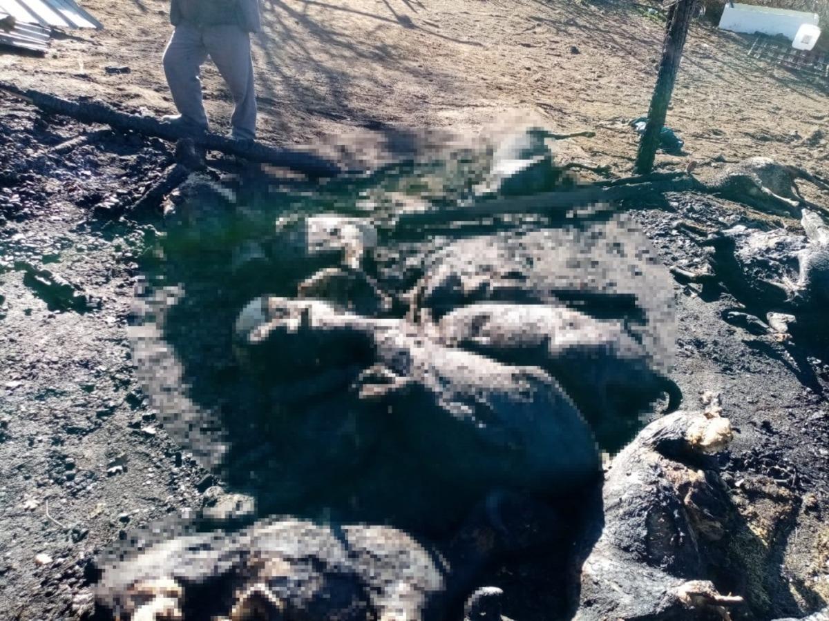 Ahır yangınında 70 k&uuml;&ccedil;&uuml;kbaş hayvan telef oldu