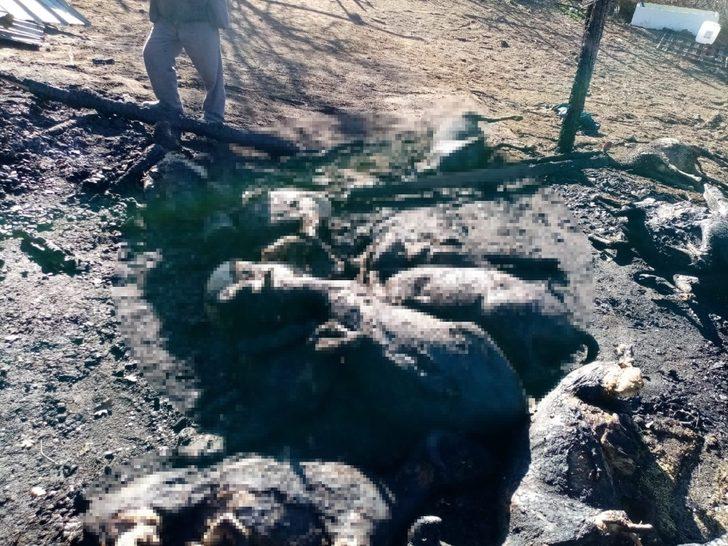 Ahır yangınında 70 küçükbaş hayvan telef oldu G1