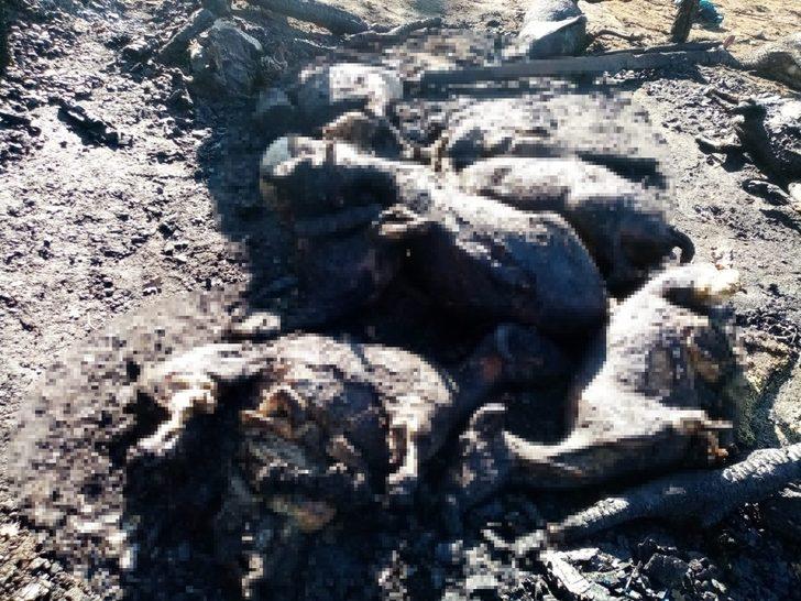 Ahır yangınında 70 küçükbaş hayvan telef oldu G2