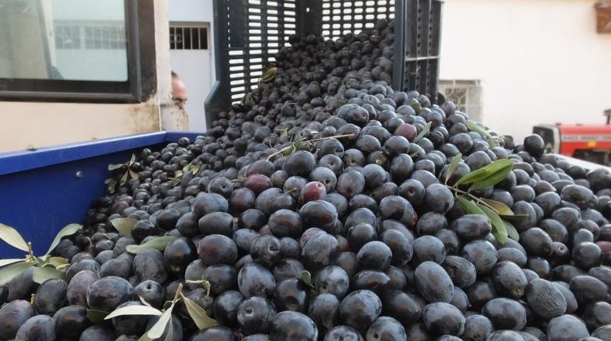 Gemlik zeytini ABD yolunda