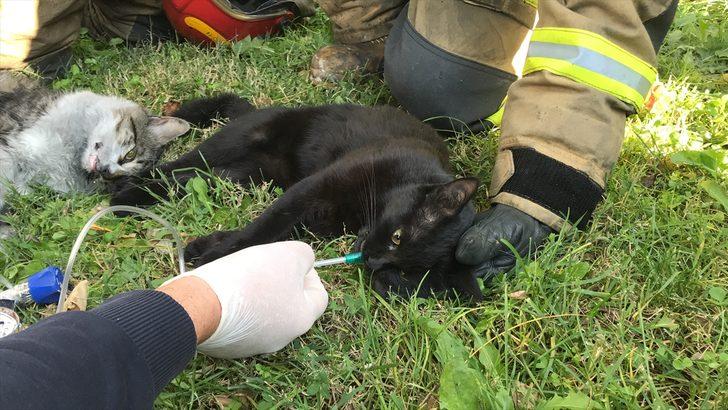 Yangından kurtarılan kediler kalp masajı ile hayata döndü