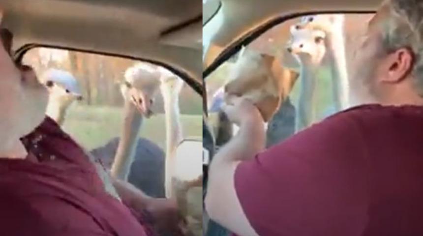 Deve kuşu saldırısı! Aç hayvan parmağını ısırınca...