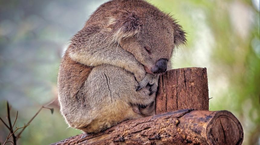 Avustralya, koalaları korumak için 18 milyon dolar ayırdı