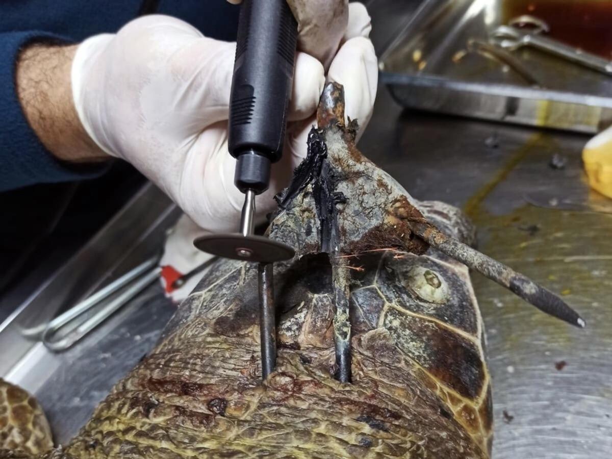 Koruma altındaki kaplumbağaya zıpkınlı vahşet