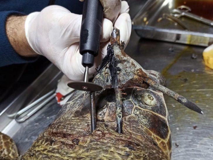 Koruma altındaki kaplumbağaya zıpkınlı vahşet G1