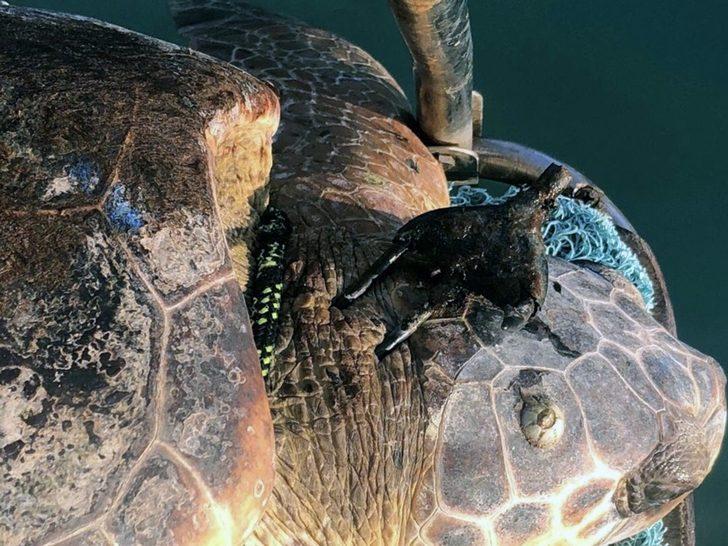 Koruma altındaki kaplumbağaya zıpkınlı vahşet G2