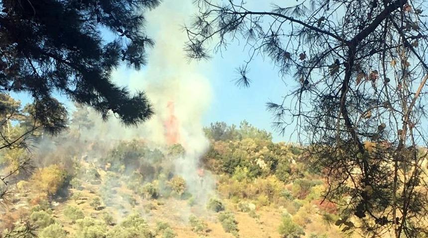 Muğla'da alevler 1 dönüm zeytinliği küle çevirdi