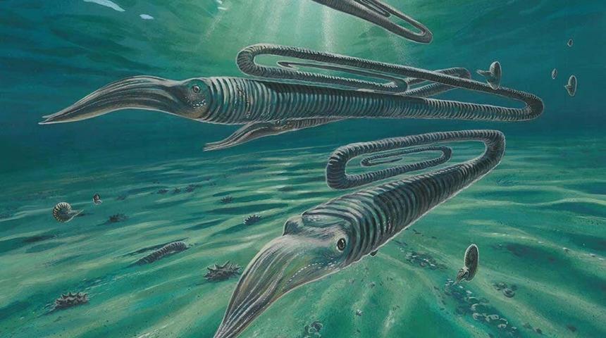 Ataç benzeri deniz yaratığının 200 yıl yaşayabildiği keşfedildi