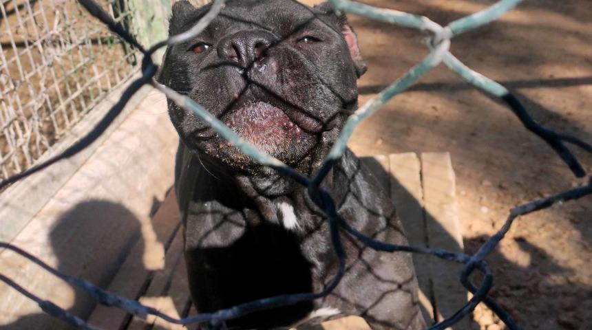 Pitbull ile telefon gasp etmiş! Yaptığı cezasız kalmadı