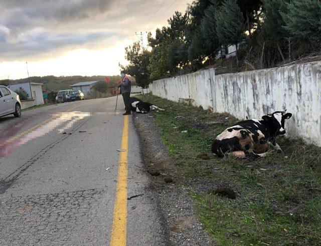 Tekirdağ’da araç inek sürüsüne daldı: 1 yaralı