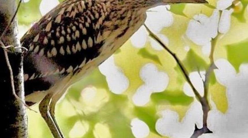 Hersek Lag&uuml;n&uuml;&rsquo;nde kuş t&uuml;r&uuml; 230&rsquo;a &ccedil;ıktı