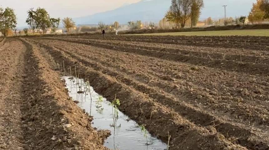 Iğdır&rsquo;da aromatik bitki yetiştiriciliği başladı
