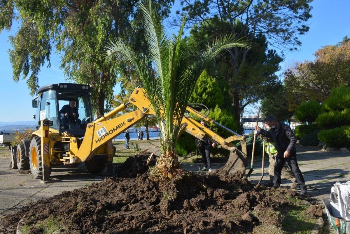 Sinop&rsquo;ta ağa&ccedil;lara kış bakımı