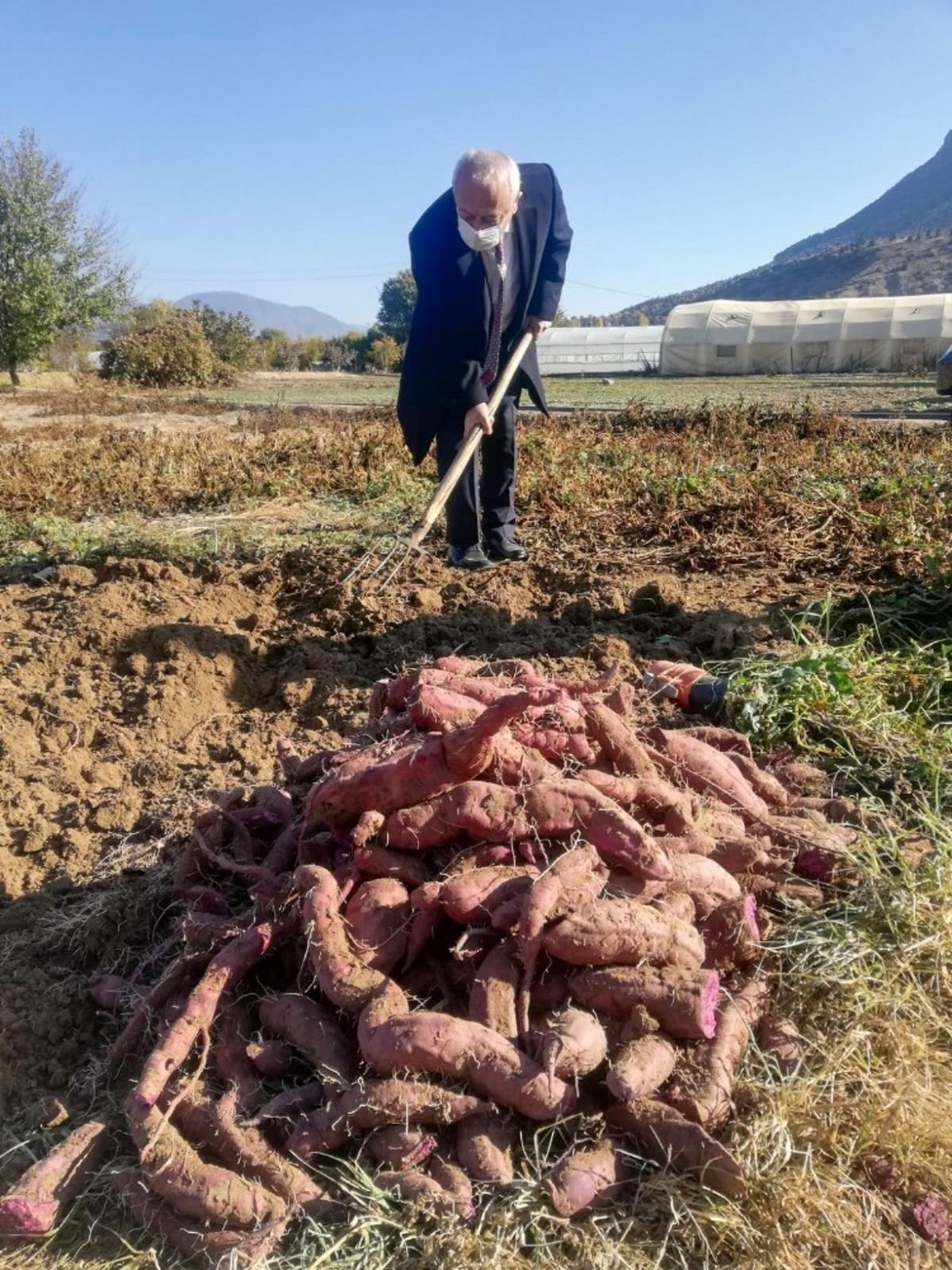 Eskişehir&rsquo;de tatlı patatesin ilk hasadı başladı