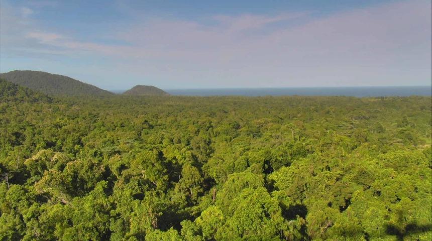 Daintree Yağmur Ormanları