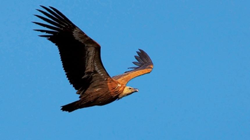 Akbaba, &Ouml;n Kol Kemiğini &Ccedil;obana Kaval Yapması İ&ccedil;in Veriyor
