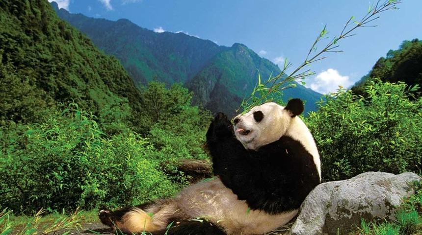 Pandalar Neden Vejetaryen Olmak Zorunda Kaldı?