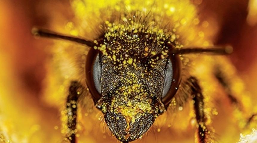 Arı &Ouml;l&uuml;mlerinin Nedeni Belli Oldu